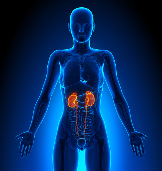 Kidneys adrenals